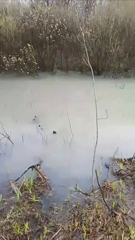 Жители воронежского микрорайона Масловка пожаловались на загрязнение пруда неизвестной белой жидкостью