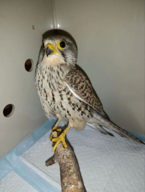 ����������� ��������� ������ ���� �������, ������� �� �������� ���������� � ����������� �� ������