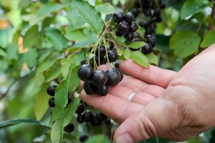 ������ ��������� �� ����������? ������� ����������� ������� ������� ��������