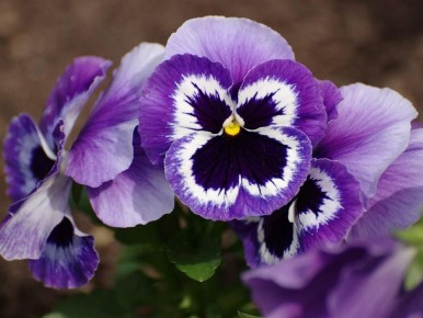 ��� ������� �������� ������ �� ����