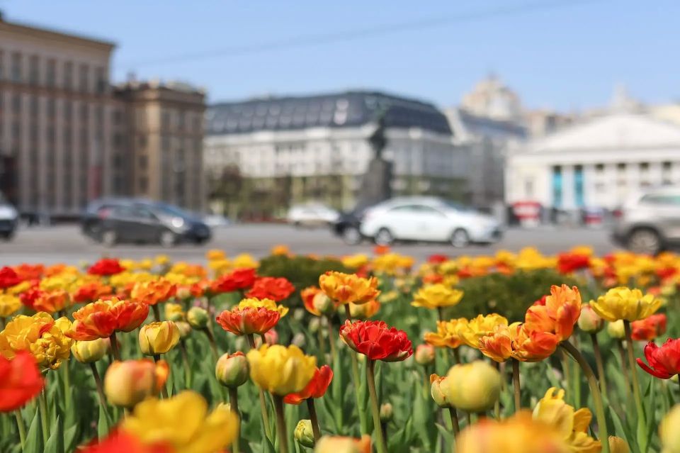 Яркие тюльпаны расцвели в Воронеже