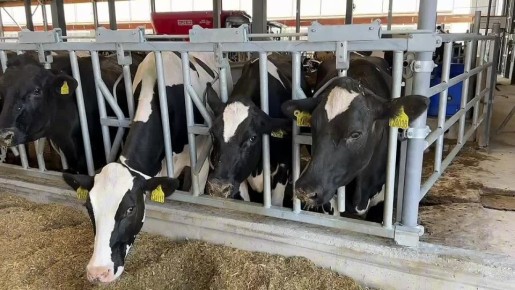 В Воронежской области новый молочно-товарный комплекс будет производить 42 тыс тонн молока в год