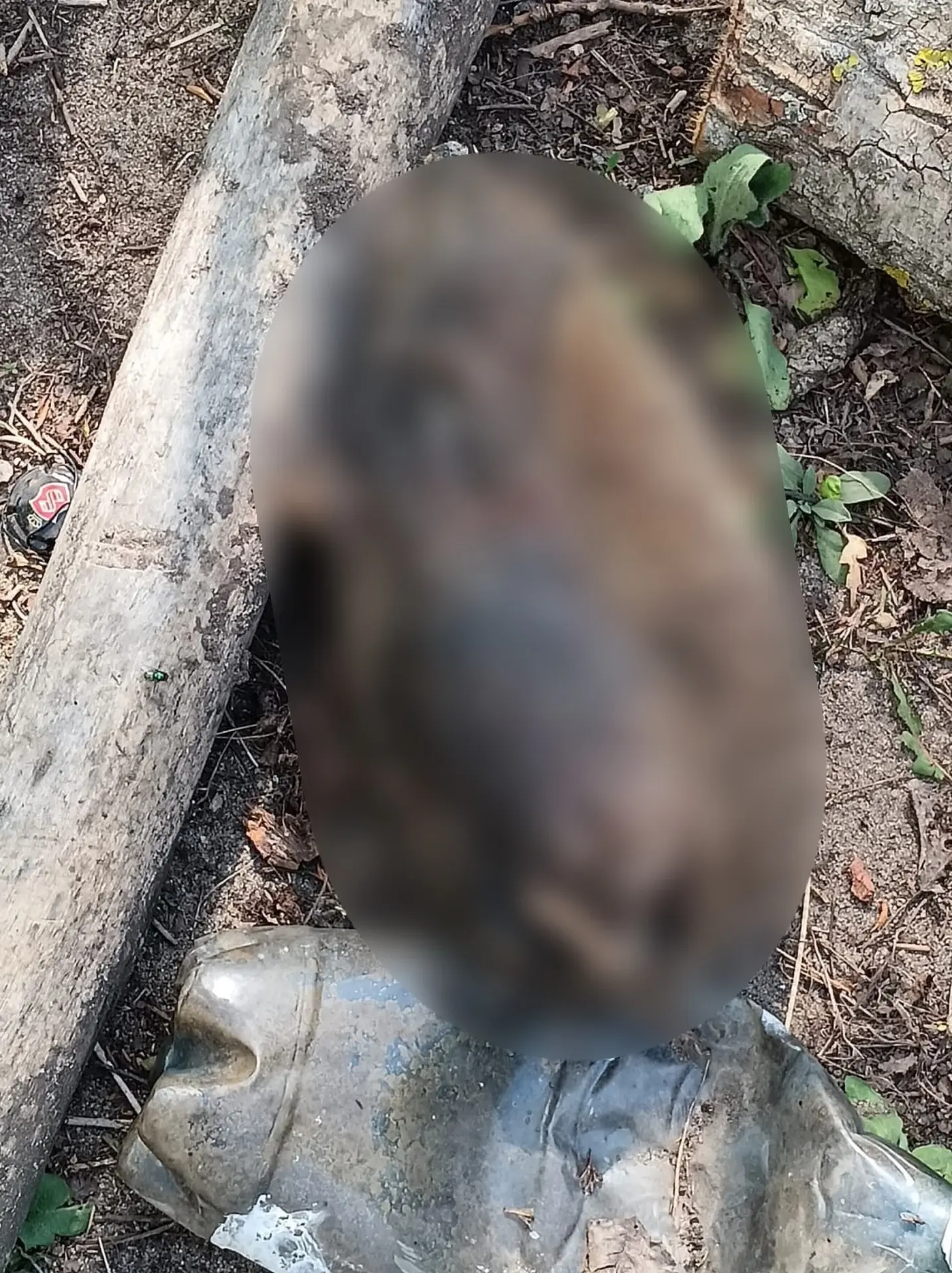 В Воронеже могут возбудить уголовное дело после жестокого убийства ежа у детского сада