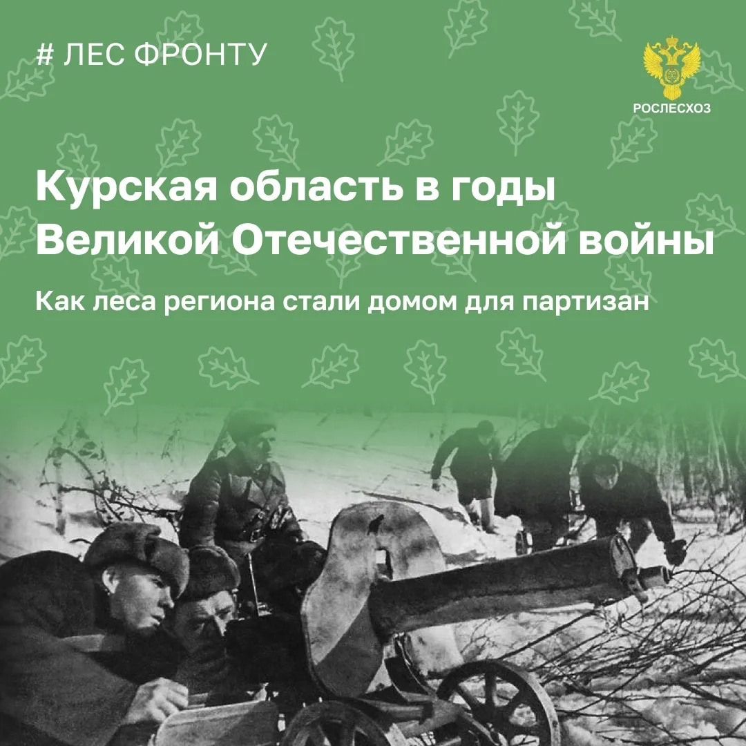После оккупации Дмитриевского и Михайловского районов Курской области во время Великой Отечественной войны леса стали укрытием для людей