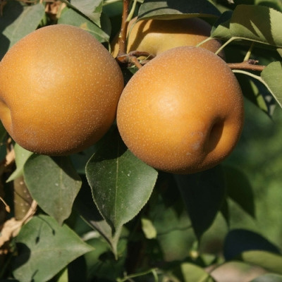 Груша Яли: секреты сладкого летнего сорта из Китая