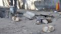 Управление ветеринарии подало в суд на владельца воронежского приюта для собак «Дора»