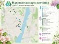 Наступил период цветения сирени в Воронеже