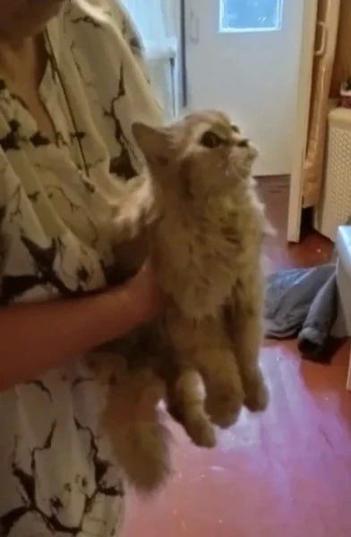 Спасатели вызволили кошку из опасной ловушки в Воронеже Спасатели вызволили кошку из опасной ловушки в Воронеже
