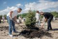 На Петровской набережной появилась аллея серебристых елей