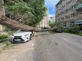 Огромное дерево рухнуло на Lexus и Kia на улице Куцыгина