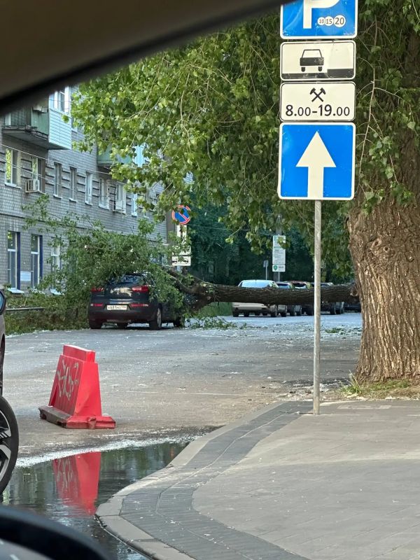 В Воронеже на улице Куцыгина огромное дерево рухнуло на припаркованные автомобили и сильно повредило их