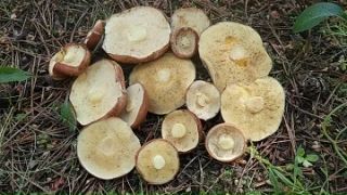 Воронежские грибники поделились кадрами богатого урожая Воронежские грибники поделились кадрами богатого урожая