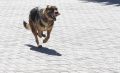 Компенсацию в 30 тыс рублей получит воронежский подросток из-за нападения собаки