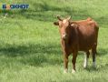Воронежские аграрии получили больше молока при меньшем количестве коров