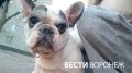 Оставленный у гаражей на Машмете французский бульдог обрёл семью