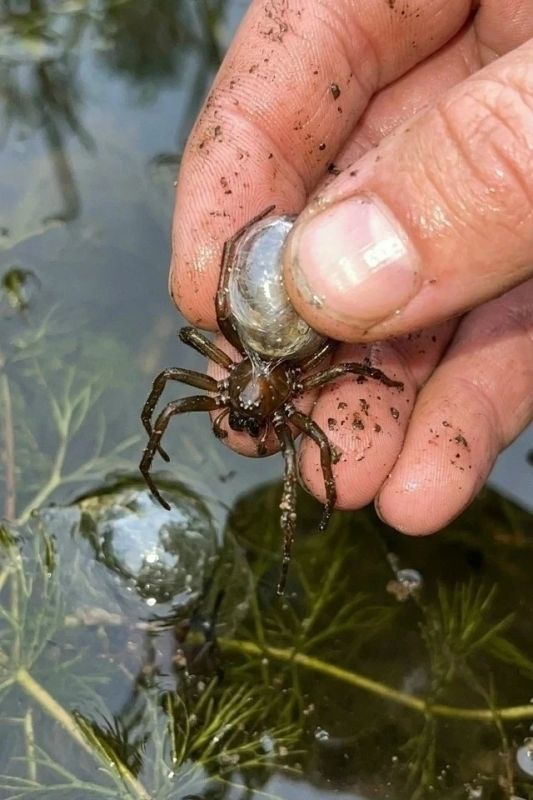 В воронежских водоёмах находят водных пауков