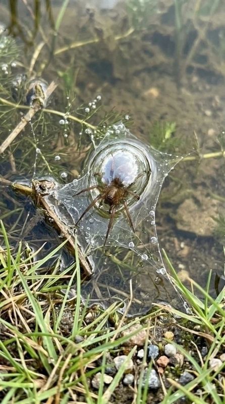 В воронежских водоёмах находят водных пауков В воронежских водоёмах находят водных пауков