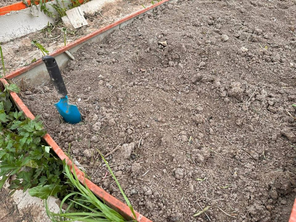 Июньская посадка: 12 агрокультур, которые пора сеять прямо сейчас