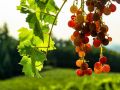 Секреты успешного виноградарства
