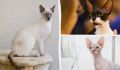 Кошки для аллергиков: 9 пород, которые не вызывают проблем с шерстью
