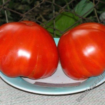 Томат Аленушка: секреты успешного урожая