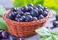 Секреты урожайной черной смородины: как вырастить ягоды мечты