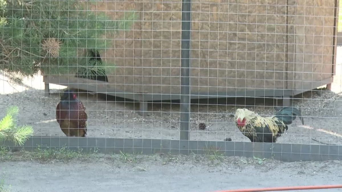 В Воронежской области может появиться новый речной туристический маршрут — до зоопарка Червлёный Яр, куда большинству посетителей, у которых нет своей машины, проблематично попасть