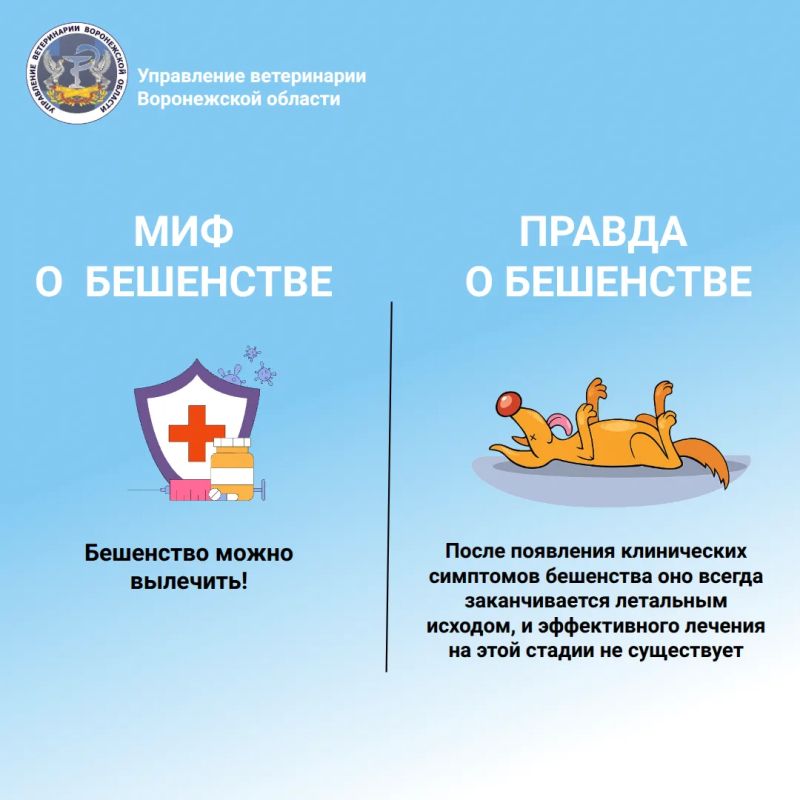 Бешенство: миф или правда? Подробнее в карточках Бешенство: миф или правда? Подробнее в карточках