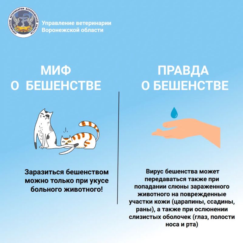 Бешенство: миф или правда? Подробнее в карточках
