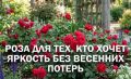 Канадская роза Чамплейн: ваш идеальный садовый спутник