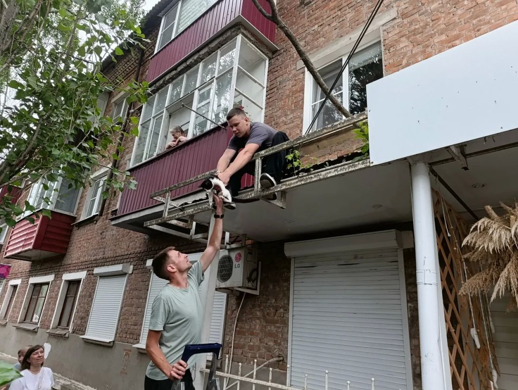 В Борисоглебске местные жители спасли кота, просидевшего почти сутки на дереве В Борисоглебске местные жители спасли кота, просидевшего почти сутки на дереве