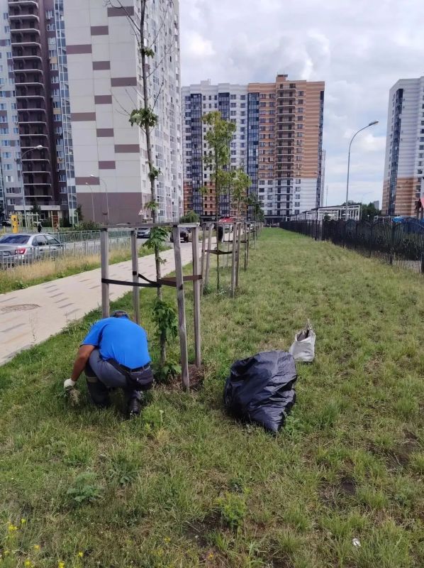 В Воронеже продолжают заботиться о зеленом облике города В Воронеже продолжают заботиться о зеленом облике города
