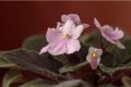 Как вернуть к жизни умирающую фиалку: советы по реанимации