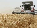 Объявлен прогноз на урожай-2026 с воронежский полей