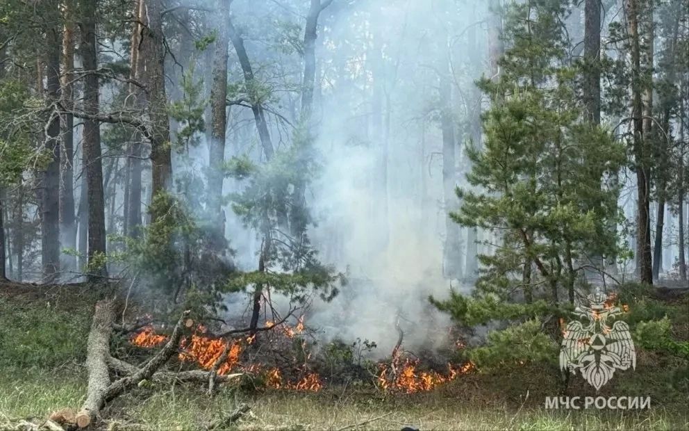 В зоне риска возникновения лесных и ландшафтных пожаров находятся 840 населенных пунктов Воронежской области