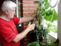 Как превратить балкон в огород: секреты успешного выращивания огурцов
