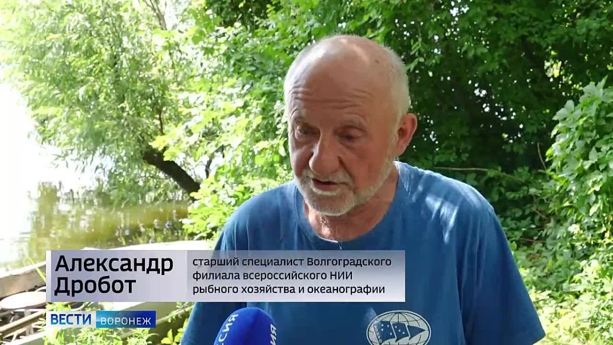 И в продолжение темы рек. В данный момент по заказу Минприроды Воронежской области на водных объектах региона продолжается мониторинг водных ресурсов (рыбы, моллюсков, а также водорослей)
