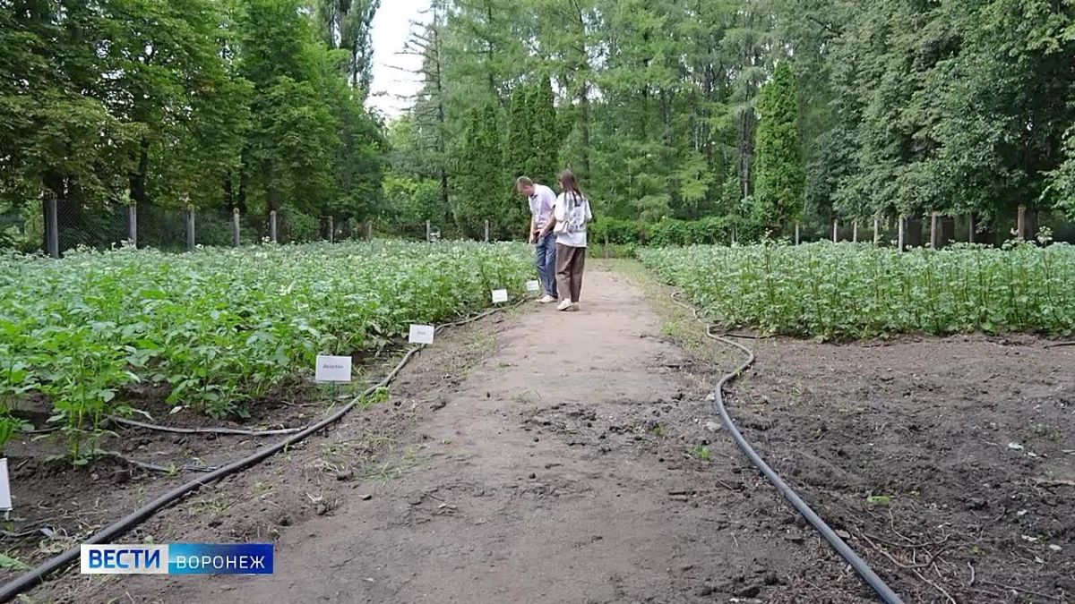 Воронежские учёные протестируют китайскую пшеницу