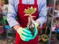 Как размножить любимые растения: секреты успешного черенкования