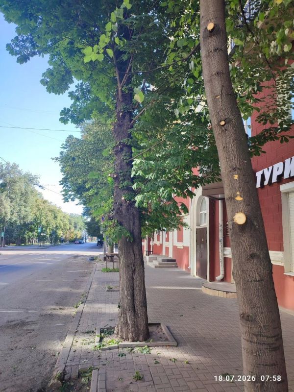 Общественник пожаловался на повреждение сотни каштанов в центре города Общественник пожаловался на повреждение сотни каштанов в центре города