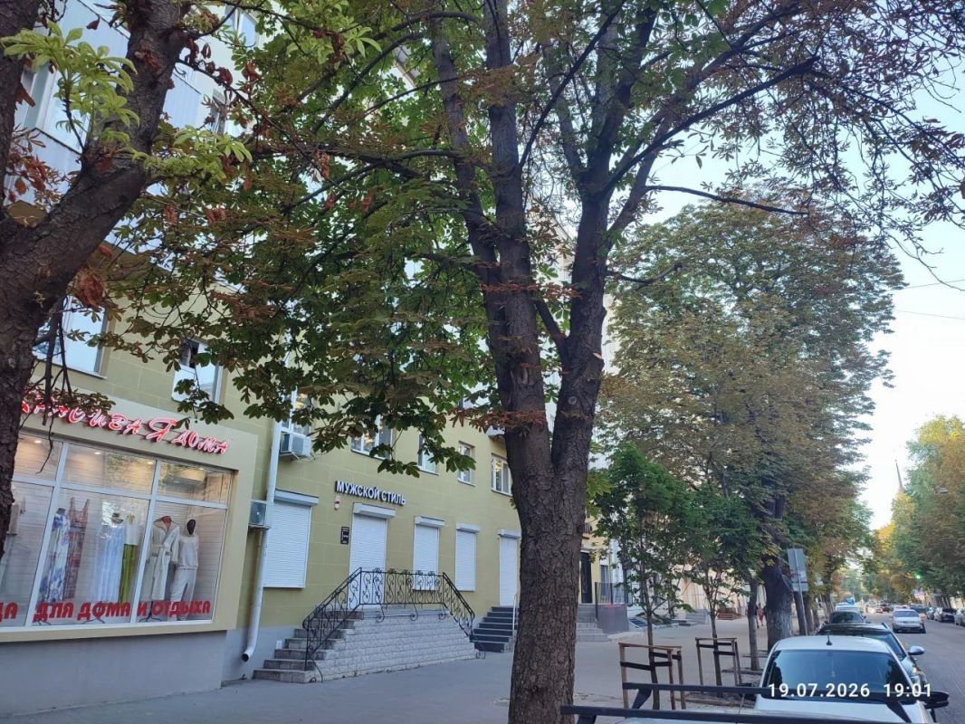 Общественник пожаловался на повреждение сотни каштанов в центре города Общественник пожаловался на повреждение сотни каштанов в центре города
