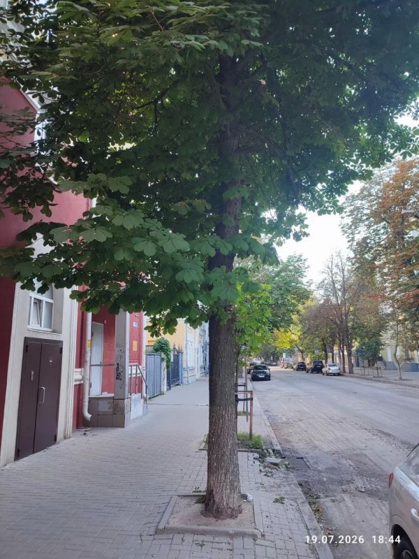 Общественник пожаловался на повреждение сотни каштанов в центре города Общественник пожаловался на повреждение сотни каштанов в центре города