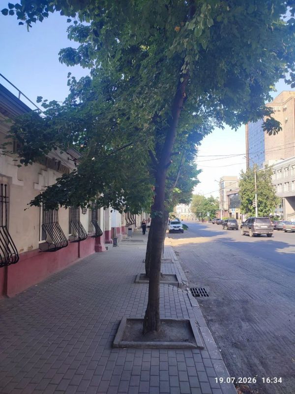 Общественник пожаловался на повреждение сотни каштанов в центре города Общественник пожаловался на повреждение сотни каштанов в центре города