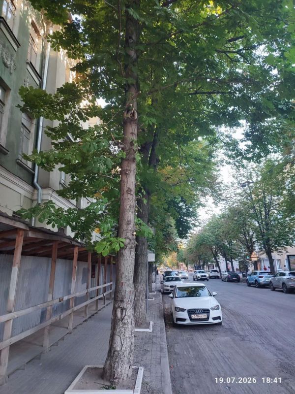 Общественник пожаловался на повреждение сотни каштанов в центре города Общественник пожаловался на повреждение сотни каштанов в центре города