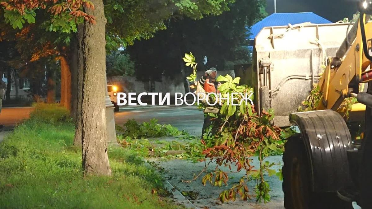 Воронежцы обвинили дорожников в уничтожении каштановой аллеи на Фридриха Энгельса