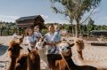 Самый пушистый фестиваль "Альпака-фест" пройдет 15-16 агуста в «Белом колодце»