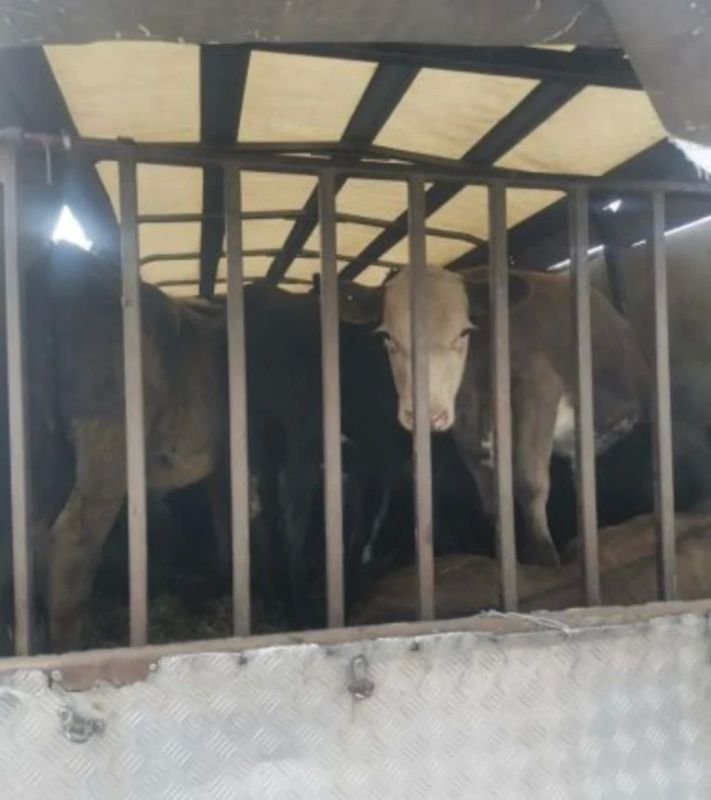 Еще 17 подозрительных телят «задержали» на трассе под Воронежем