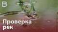 Областное министерство экологии проверит Воронежские реки