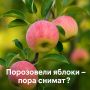 Когда пора собирать яблоки: основные признаки спелости
