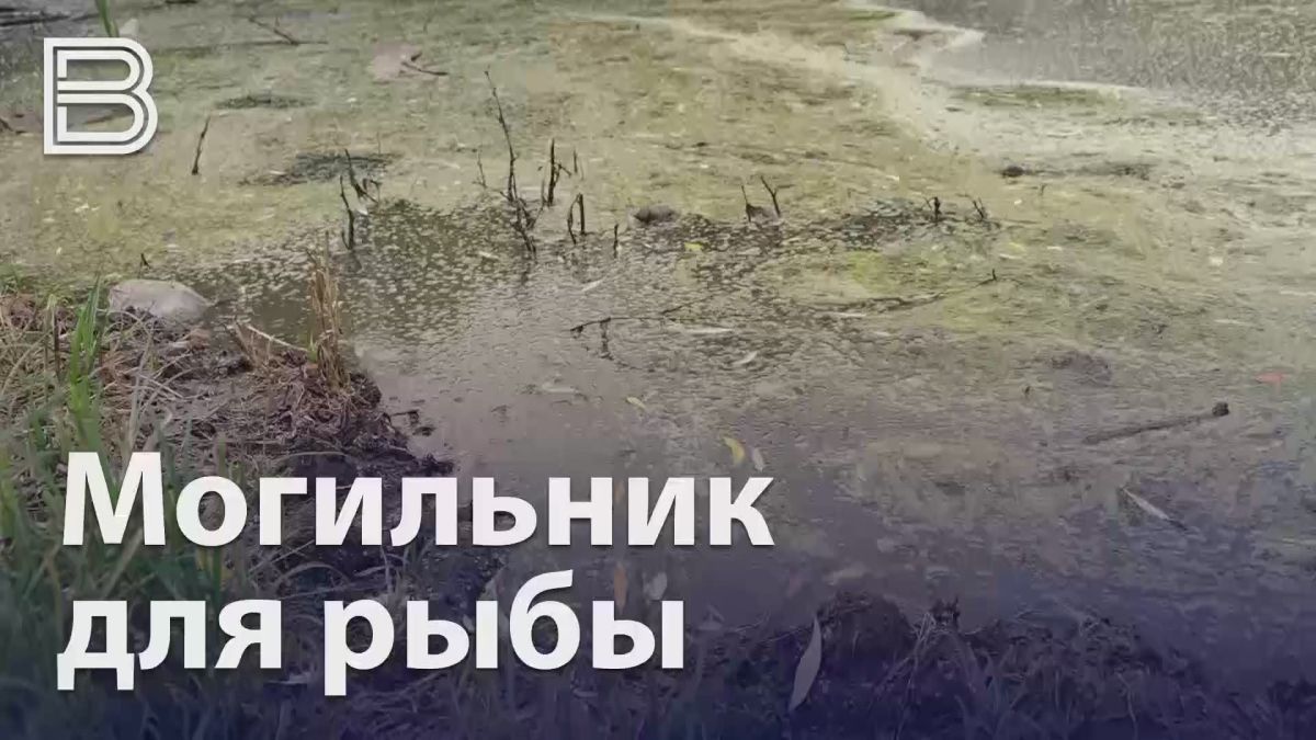 Масловский пруд, что рядом с улицей горняков превратился в канализацию